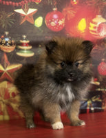 Pomeranian