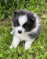 Pomeranian