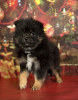 Pomeranian
