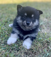 Pomsky