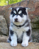 Pomsky