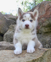 Pomsky