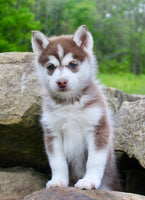 Pomsky