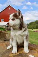 Pomsky