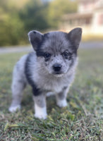 Pomsky