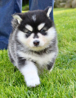 Pomsky