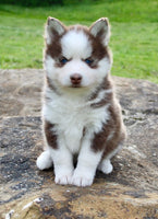 Pomsky