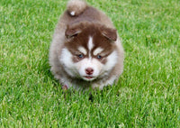 Pomsky