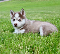 Pomsky