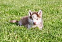 Pomsky