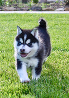 Pomsky