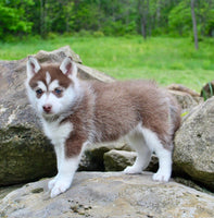 Pomsky