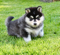 Pomsky
