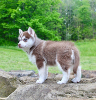 Pomsky
