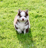 Pomsky