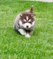 Pomsky