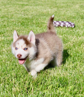 Pomsky