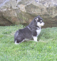 Pomsky
