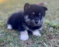 Pomsky