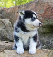 Pomsky