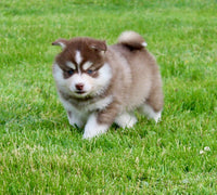 Pomsky