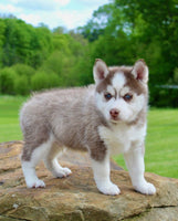 Pomsky