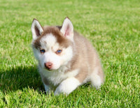 Pomsky
