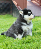 Pomsky