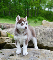 Pomsky
