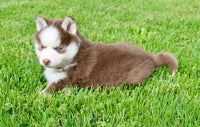 Pomsky