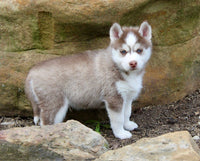Pomsky