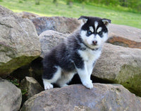 Pomsky