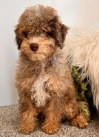Mini Poodle