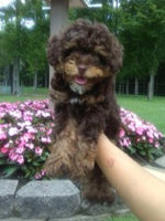 Mini Poodle