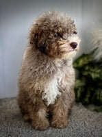 Mini Poodle