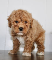 Cavapoochon
