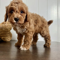 Cavapoochon