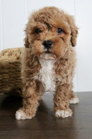 Cavapoochon