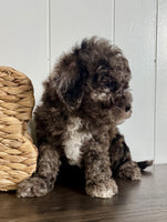 Cavapoochon