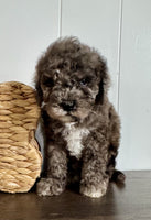 Cavapoochon