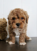Cavapoochon