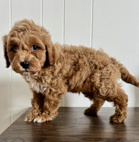 Cavapoochon