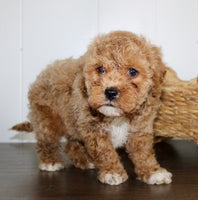 Cavapoochon