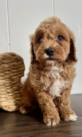 Cavapoochon