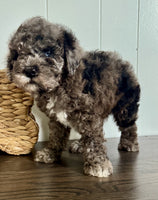 Cavapoochon