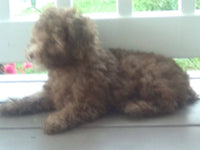 Mini Poodle