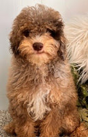 Mini Poodle