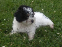 Mini Poodle