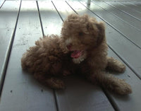 Mini Poodle