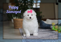 Poppy Female AKC Samoyed $2400